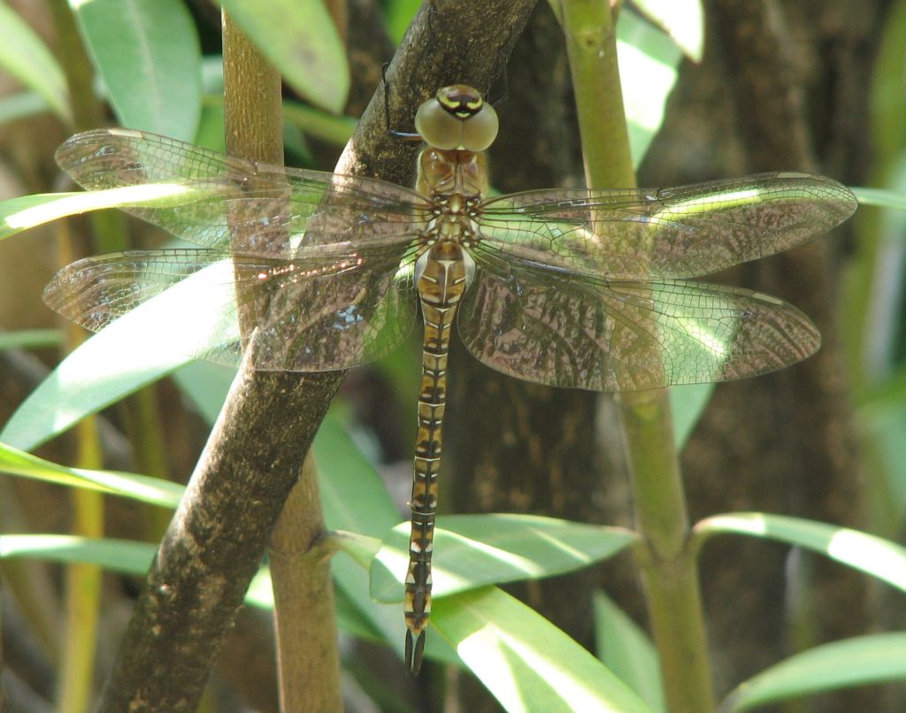 Aeshna mixta